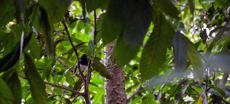 A magpie sitting on the tree branch. A small bird singingの写真素材