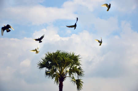 Tall Asian palmyra palm tree or tala, wine or ice apple palm tree standing alone against the cloudy sky. A flock of domestic pigeons or home doves flying over the green palm tree.の写真素材