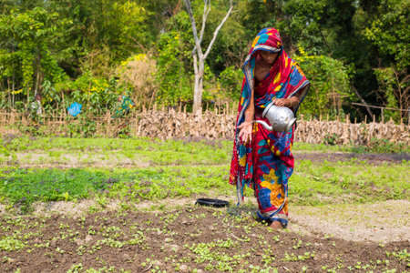 Gowainghat, Bangladesh â€“ November 06, 2019: Middle aged woman watering her plants grown in...