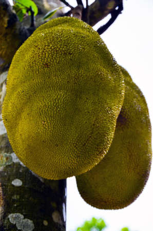 Seasonal jack fruits hanging in the branch of jack tree. Native jackfruit grown and about to be...