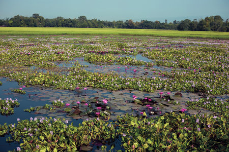 Beautiful landscape of a remote village with green paddy fields, trees, and a garden of lotus...