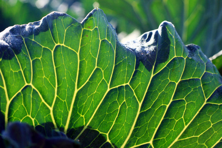 cabbage