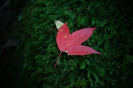 mapleの写真素材