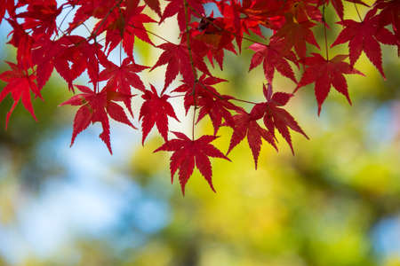 Beautiful red maple leaves in autumn in Japanの写真素材