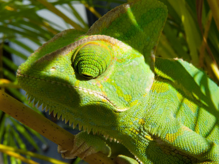 Chameleon head. Sitting in Bamboo. Female Yemen Chameleon looking ahead. Green reptile close-up in the forest.の写真素材