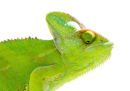 Chameleon on isolated white background. Green reptile illustration.の写真素材