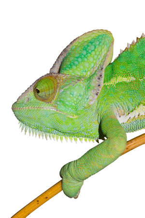 Chameleon isolated on white background. Yemen Chameleon climbing on bamboo. Animal living in Yemen Africa.の写真素材