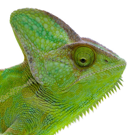 Chameleon isolated head on white background. Female Yemen Chameleon looking ahead. Green reptile illustration.の写真素材