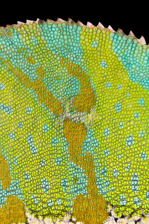 Chameleon skin close-up with jagged back. Black isolated back. Detailed grid surface with jags on the backbone. Grid Shape of a multicolored Yemen Chameleon. Binomial name Chamaeleo calyptratus.の写真素材