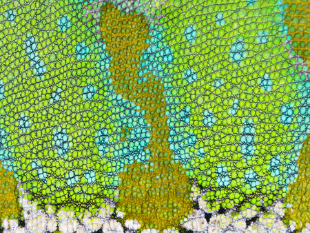 Chameleon skin close up. Detailed grid pattern. Grid Shape of a multicolored Yemen Chameleon skin....