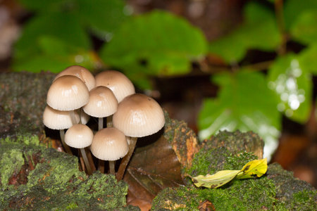 Mushroom on tree trunk. Group of Mycena Mushrooms in the forest. In English called Oak-stump bonnet cap or clustered bonnet. Widespread in North America, Europe, Asia and Africa.の写真素材