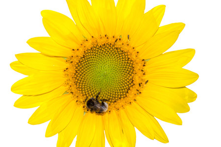 Sunflower blossom with bumblebee. Isolated background. Cropped image from a Yellow sunflower or common sunflower with a bumblebee.の写真素材