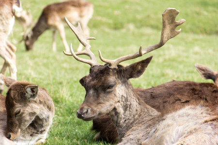 Male Fallow deer lying on a forest meadow between the deer of the herd. Beautiful animal with big antler. Brown winter fur. Animal species with a large appearance in Europe and Asia.の写真素材