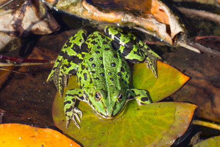 Green water frog sitting on a lily pad. Closeup of a green frog in the water. Animal species with a large appearance in Europe and Asia.の写真素材