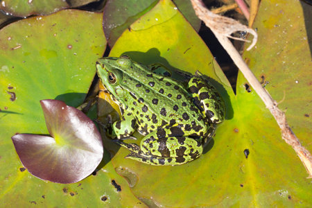 Green water frog sitting on a lily pad. Closeup of a green frog in the water. Animal species with a...