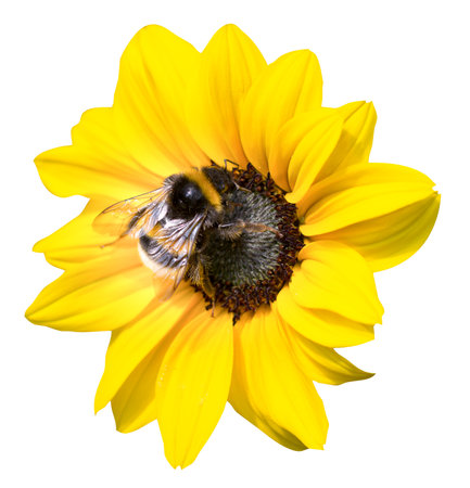 Sunflower blossom with bumblebee. Isolated background. Cropped image from a Yellow sunflower or common sunflower with a bumblebee.の写真素材