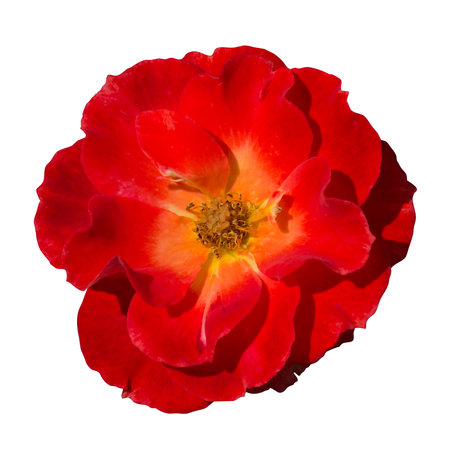 rose blossom. Isolated background. Cropped image from a Red Rose blossom. For background, wall paper, invitation, canvas, calendar, greeting cards etc.の写真素材