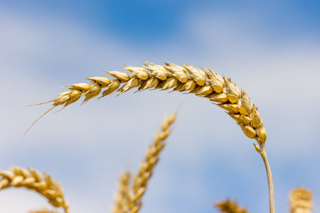 Wheat plans. Close-up of a ripe wheat. Spike of wheat in front of blue white sky. In Example for background, wall paper, canvas, calendar, greeting cards etc.の写真素材