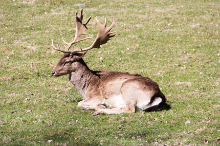 Male Fallow deer resting on a forest Meadow. Beautiful animal with big antler. Brown winter fur. Animal species with a large appearance in Europe and Asia.の写真素材