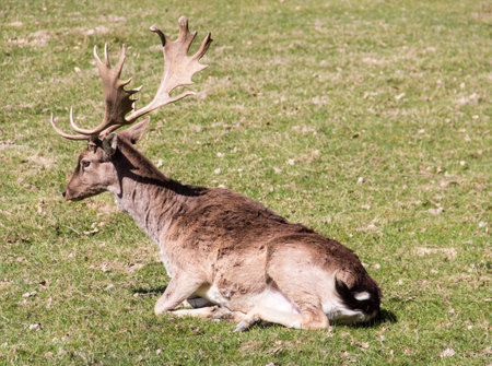 Male Fallow deer resting on a forest Meadow. Beautiful animal with big antler. Brown winter fur. Animal species with a large appearance in Europe and Asia.の写真素材