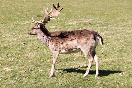 Male Fallow deer standing on a forest meadow. Beautiful animal with big antler. Brown winter fur. Animal species with a large appearance in Europe and Asia.の写真素材