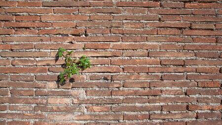Old rough brick with plants texture natural backgroundの写真素材