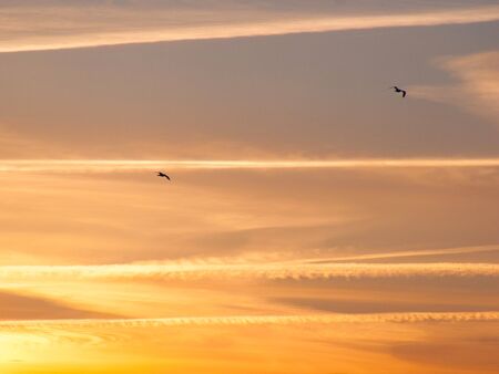 Seagulls on sunset sky colorfull background