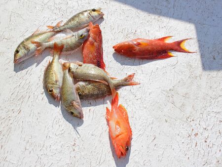 Fresh caught fish lying on light background
