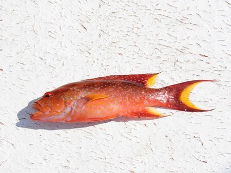 Fresh caught fish lying on light backgroundの写真素材