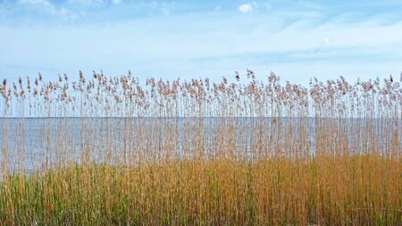 Nature background with coastal reed grass and blue lake waterの写真素材