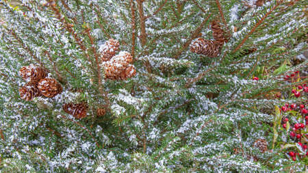 Snow covered fir branches in winter. New Year decorations on a city street, winter and seasonal...
