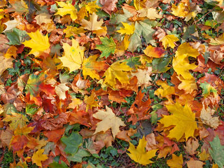Colorful autumn leaves lying on ground. Top view