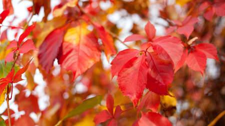 Colorful autumn leaves on natural background. Selective focusの写真素材
