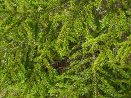 Green fir tree branches background. Christmas tree in nature. Selective focus