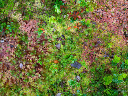 Green and red moss pattern and background. Close up shotの写真素材