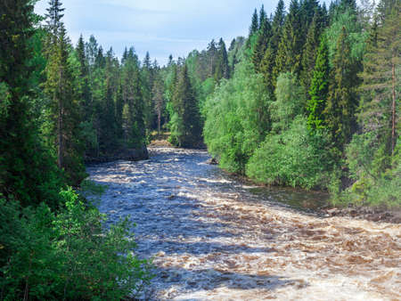 Summer view of river and woods in Kareliaの写真素材