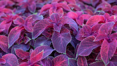 Close up of green and purple coleus solenostemon hybrida leaves background in a garden. Selective...