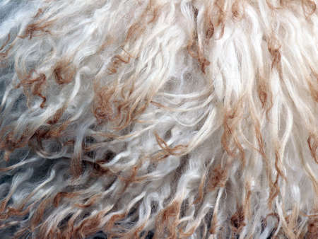 White brown soft natural sheep wool texture background. Ð¡lose-up texture of white fluffy fur with...