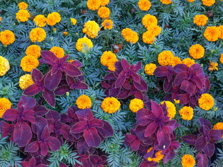 Orange tagetis flowers with purple coleus solenostemon hybrida leaves