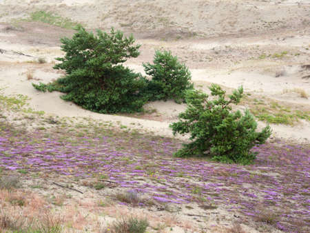 Summer view on sand dunes with pine trees and purple flowersの写真素材