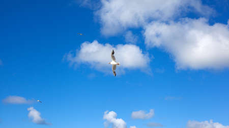 Three flying seagulls on azure sky backgroundの写真素材
