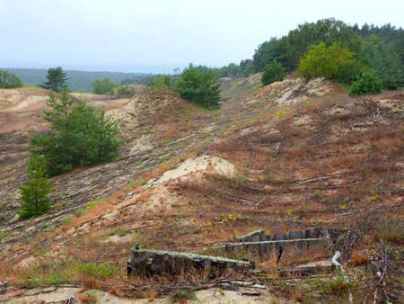 Summer view on sand dunes with young pine trees and bushesの写真素材
