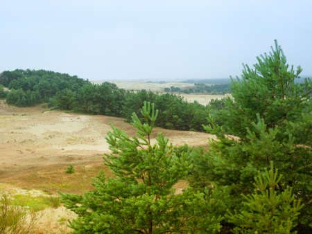 Summer view on sand dunes with pine trees and purple flowersの写真素材