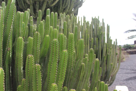 green cactus with blue sky in the backgroundの写真素材