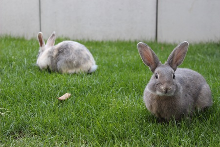two rabbits sitting in the grass in front of a concrete wallの写真素材