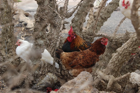 This is a group of chicken sitting on a treeの写真素材