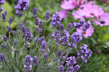 purple and pink flowers in the foreground and backgroundの写真素材
