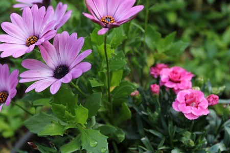 purple and pink flowers in the foreground and backgroundの写真素材