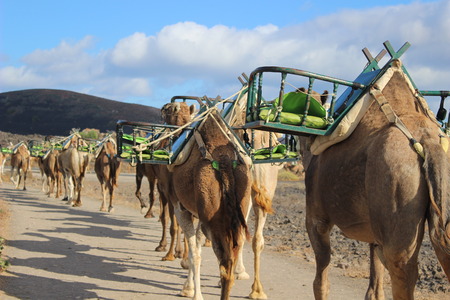 caravan of dromedarys walking through the dessertの写真素材