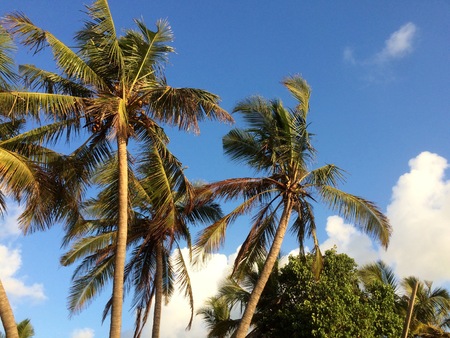Green palm tree against blue sky and white cloudsの写真素材